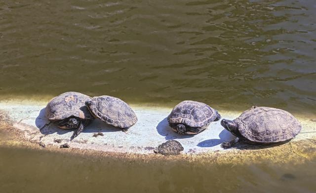 Four turtles chilling in the sun. They lay on a small concrete plateform emerging from the water.